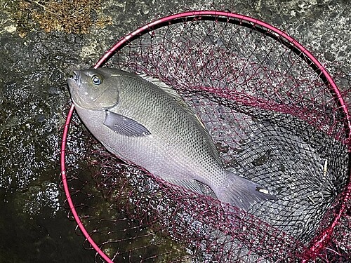 クチブトグレの釣果