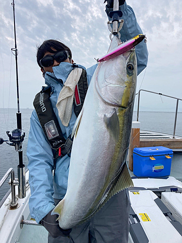 ブリの釣果