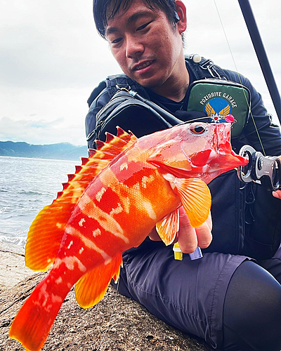 アカハタの釣果