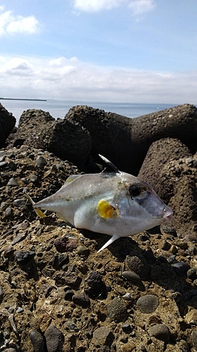 ギマの釣果