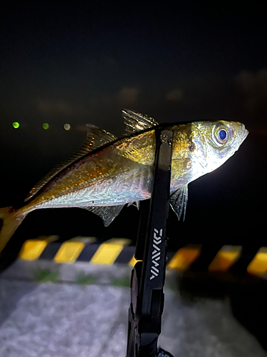 タコの釣果