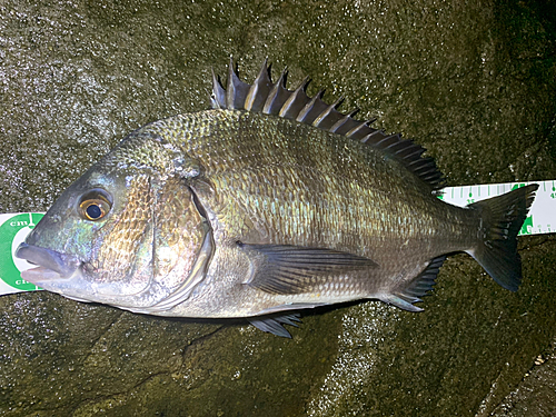 クロダイの釣果