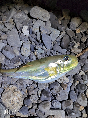 シロサバフグの釣果