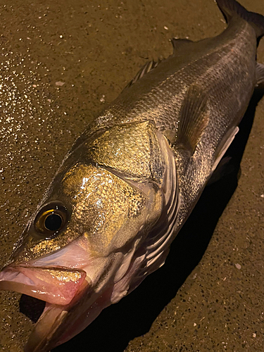 マルスズキの釣果