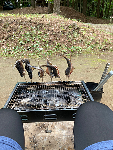 イワナの釣果