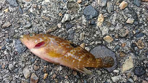 アコウの釣果