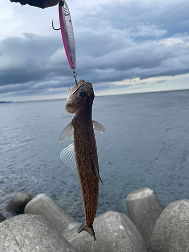 エソの釣果