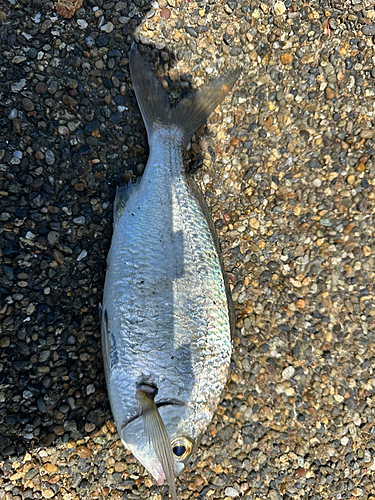 オキタナゴの釣果