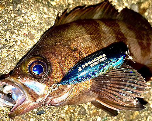 メバルの釣果