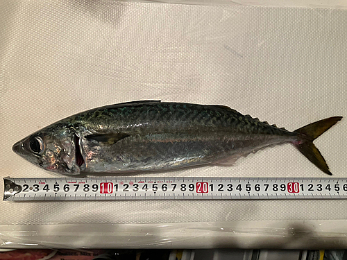 サバの釣果