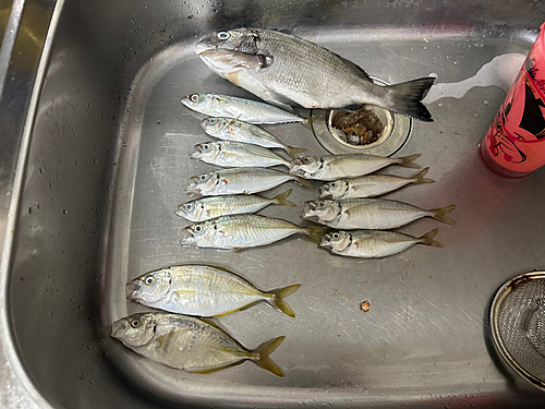 アジの釣果