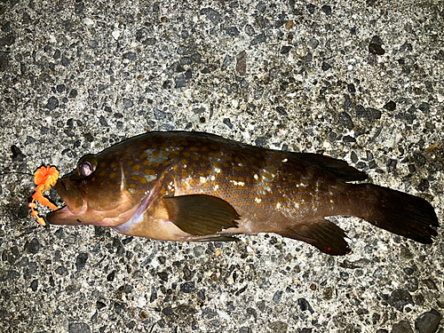 アコウの釣果