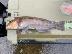 アイナメの釣果