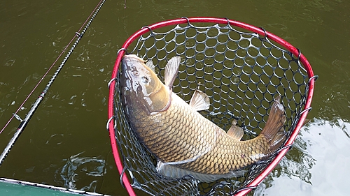 コイの釣果