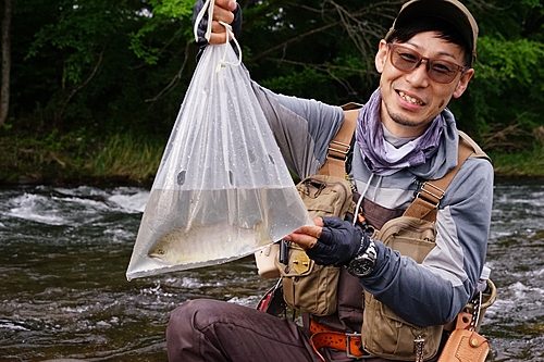 アマゴの釣果