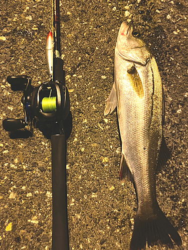 シーバスの釣果