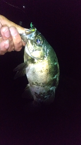 クロメバルの釣果