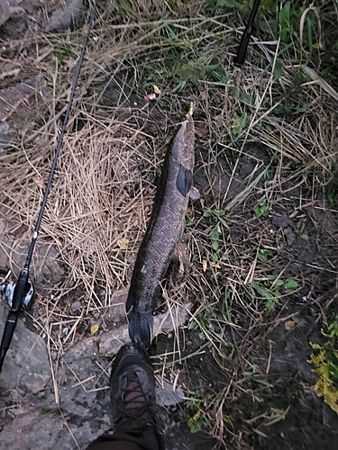 ライギョの釣果