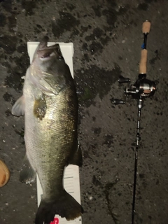 ブラックバスの釣果