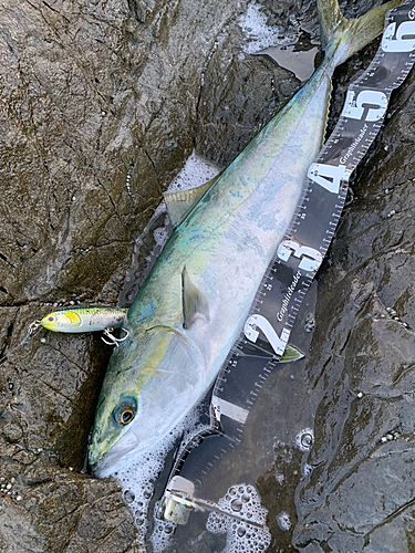 メジロの釣果