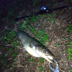 マナマズの釣果