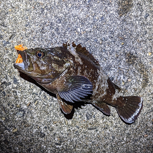 ムラソイの釣果