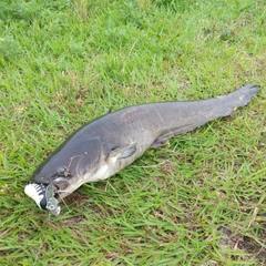 マナマズの釣果