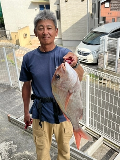 マダイの釣果