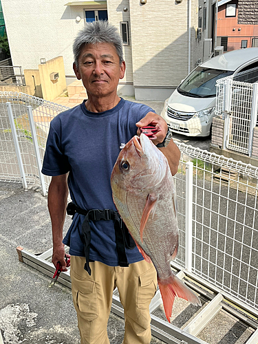 マダイの釣果