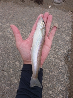 シロギスの釣果