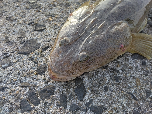 マゴチの釣果