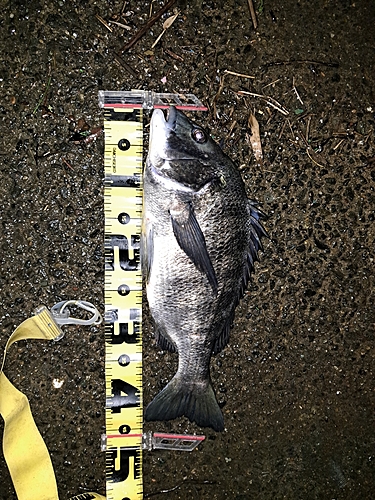 チヌの釣果