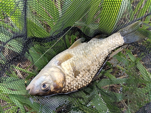 フナの釣果