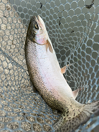 ニジマスの釣果