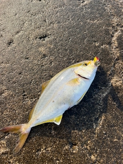 ショゴの釣果