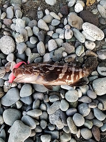 クエの釣果