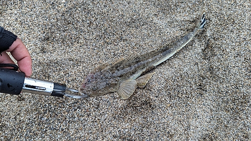 マゴチの釣果