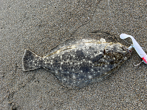 ヒラメの釣果