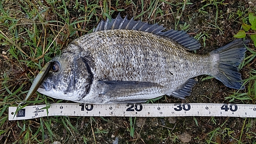 ミナミクロダイの釣果