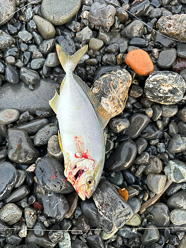 ショゴの釣果