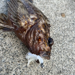 オウゴンムラソイの釣果