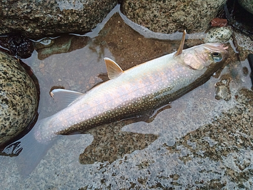 イワナの釣果