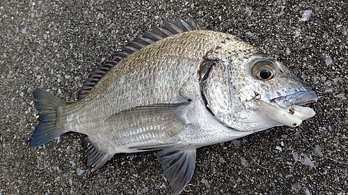 ミナミクロダイの釣果