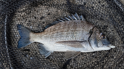 ミナミクロダイの釣果