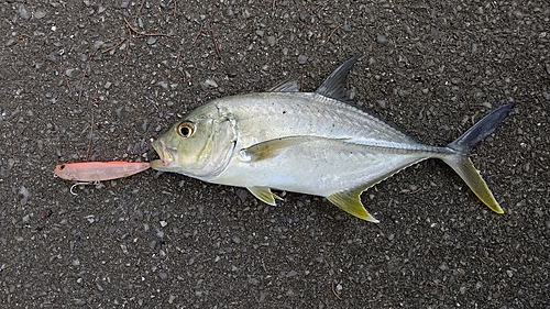 オニヒラアジの釣果