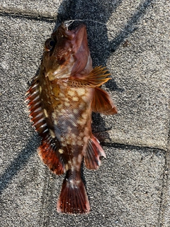 ガシラの釣果