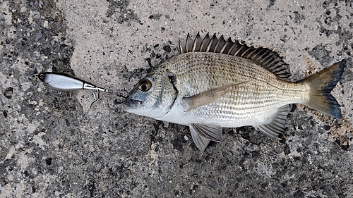 ミナミクロダイの釣果