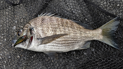 ミナミクロダイの釣果