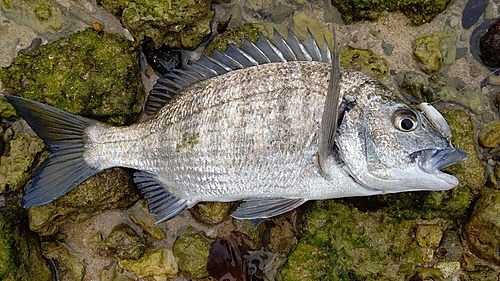 ミナミクロダイの釣果