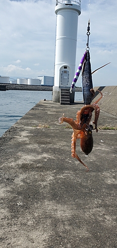 タコの釣果